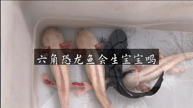 六角恐龍魚能繁殖嗎