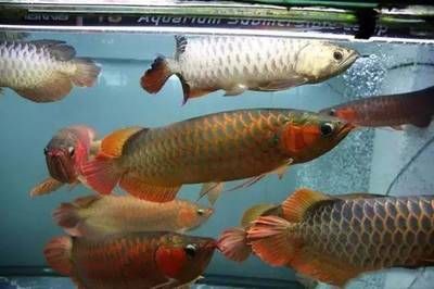 龍魚夜燈放在什么位置比較好：龍魚夜燈使用注意事項,龍魚夜間光照對健康的影響