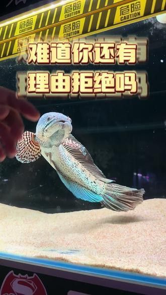 雷龍魚增色飼料有哪些