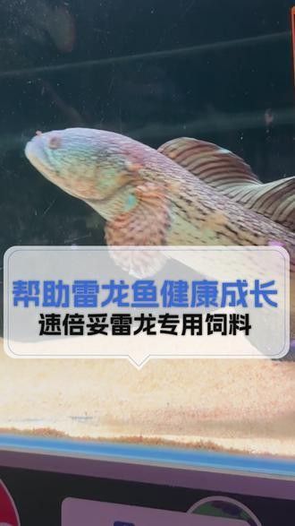 雷龍魚增色飼料有哪些