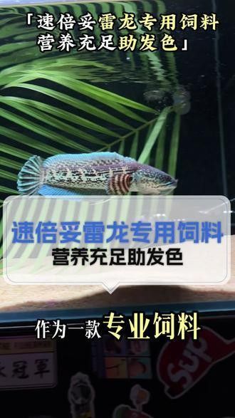 雷龍魚增色飼料有哪些