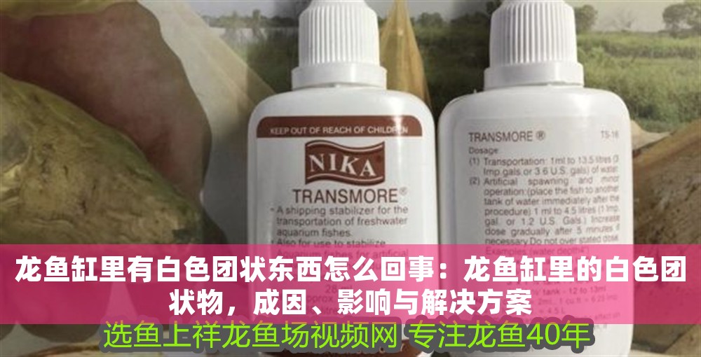 龍魚缸里有白色團狀東西怎么回事：龍魚缸里的白色團狀物，成因、影響與解決方案