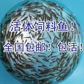龍魚大概多少錢一條魚苗啊視頻講解