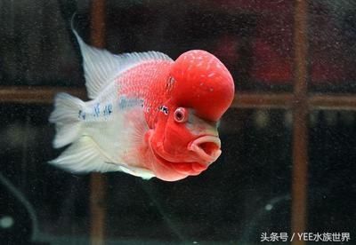 龍魚什么品種最便宜好養：最便宜好養的龍魚品種