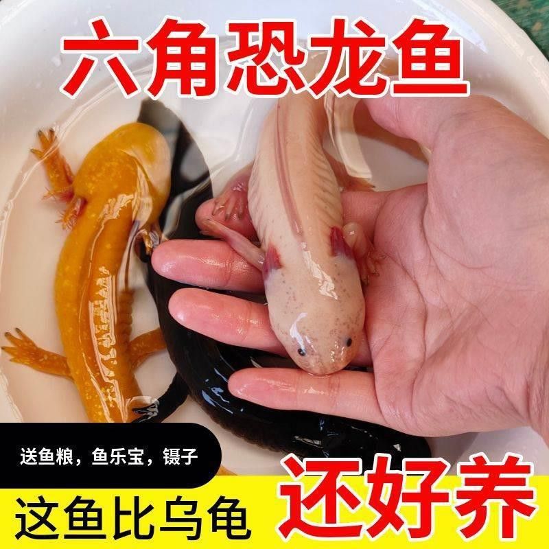 六角恐龍魚大概多少錢