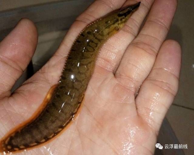 在廣東,養(yǎng)龍魚一般什么時侯需要加溫（在廣東地區(qū)養(yǎng)殖龍魚時，一般不需要加溫）