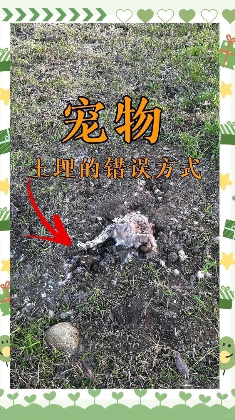 金龍魚土葬需要多長時(shí)間？