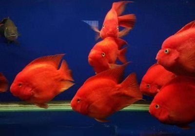 龍魚退色原因分析：龍魚為什么會褪色