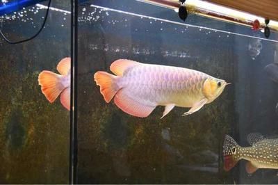 龍魚退色原因分析：龍魚為什么會褪色