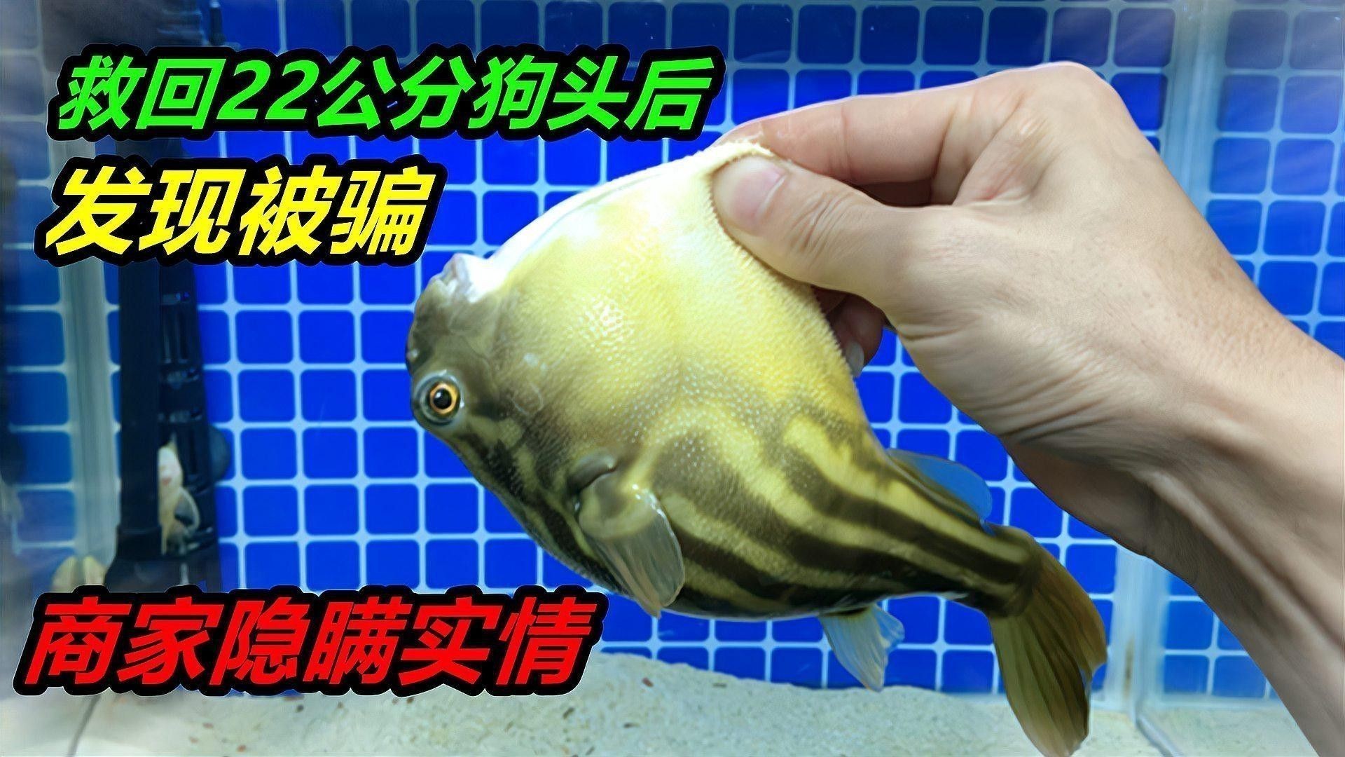 斑馬狗頭和龍魚混養(yǎng)好不好