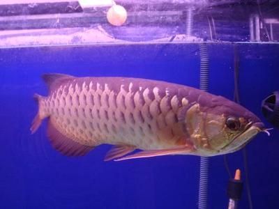 龍魚產卵期的注意事項：在龍魚的產卵期，養殖者需要注意以下幾個方面，避免驚動它們