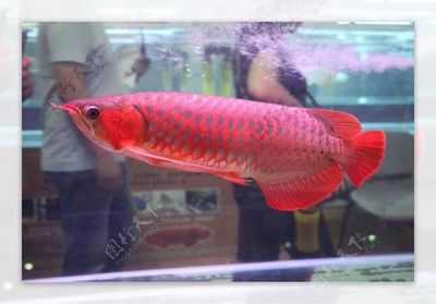 紅龍魚多久長大：紅龍魚一般多大開始“發色”成長周期