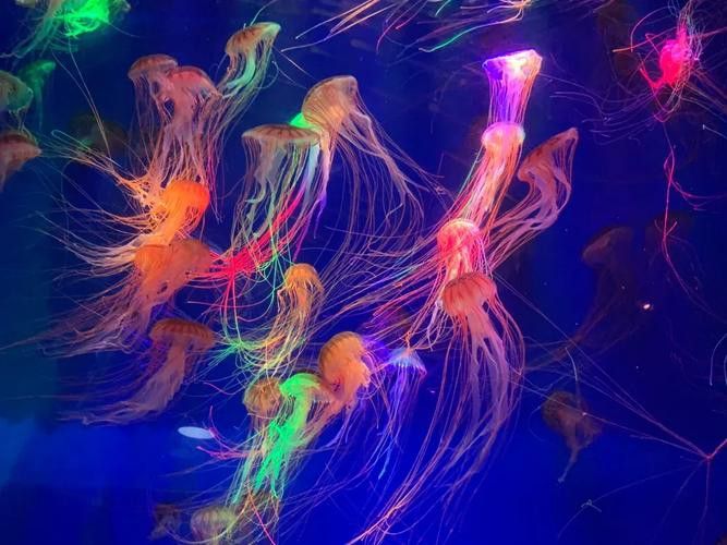 威海龍魚坊水族館怎么樣