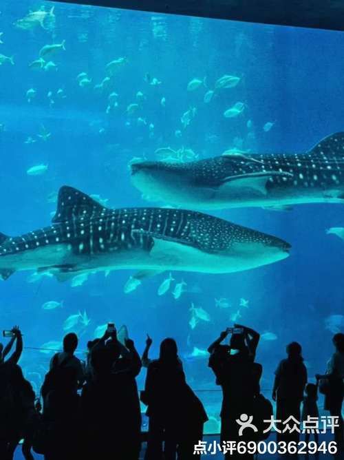 威海龍魚坊水族館怎么樣