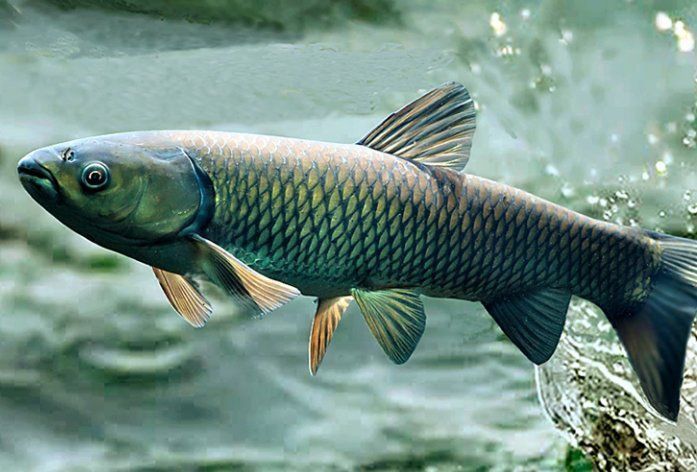 龍魚(yú)爛鰓最忌三種東西