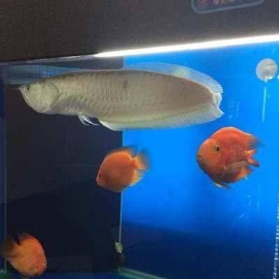 金龍魚銀龍魚可以混養嗎，金龍魚和銀龍魚可以混養但需要注意兩種魚的行為反應