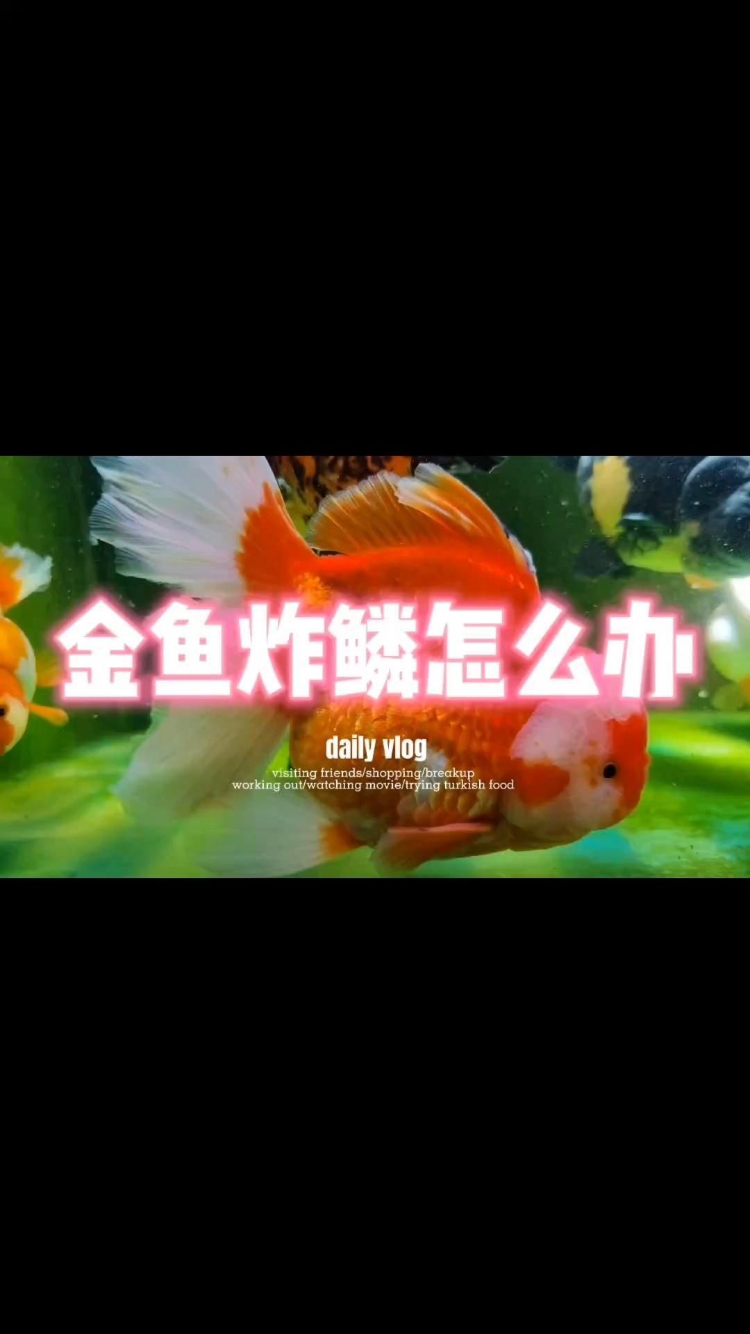 如何預(yù)防金魚(yú)大肚子炸鱗的發(fā)生？ 如何預(yù)防金魚(yú)大肚子炸鱗的發(fā)生？ 龍魚(yú)百科 第3張