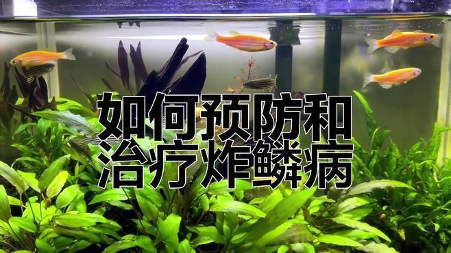 如何預(yù)防金魚(yú)大肚子炸鱗的發(fā)生？ 如何預(yù)防金魚(yú)大肚子炸鱗的發(fā)生？ 龍魚(yú)百科 第4張