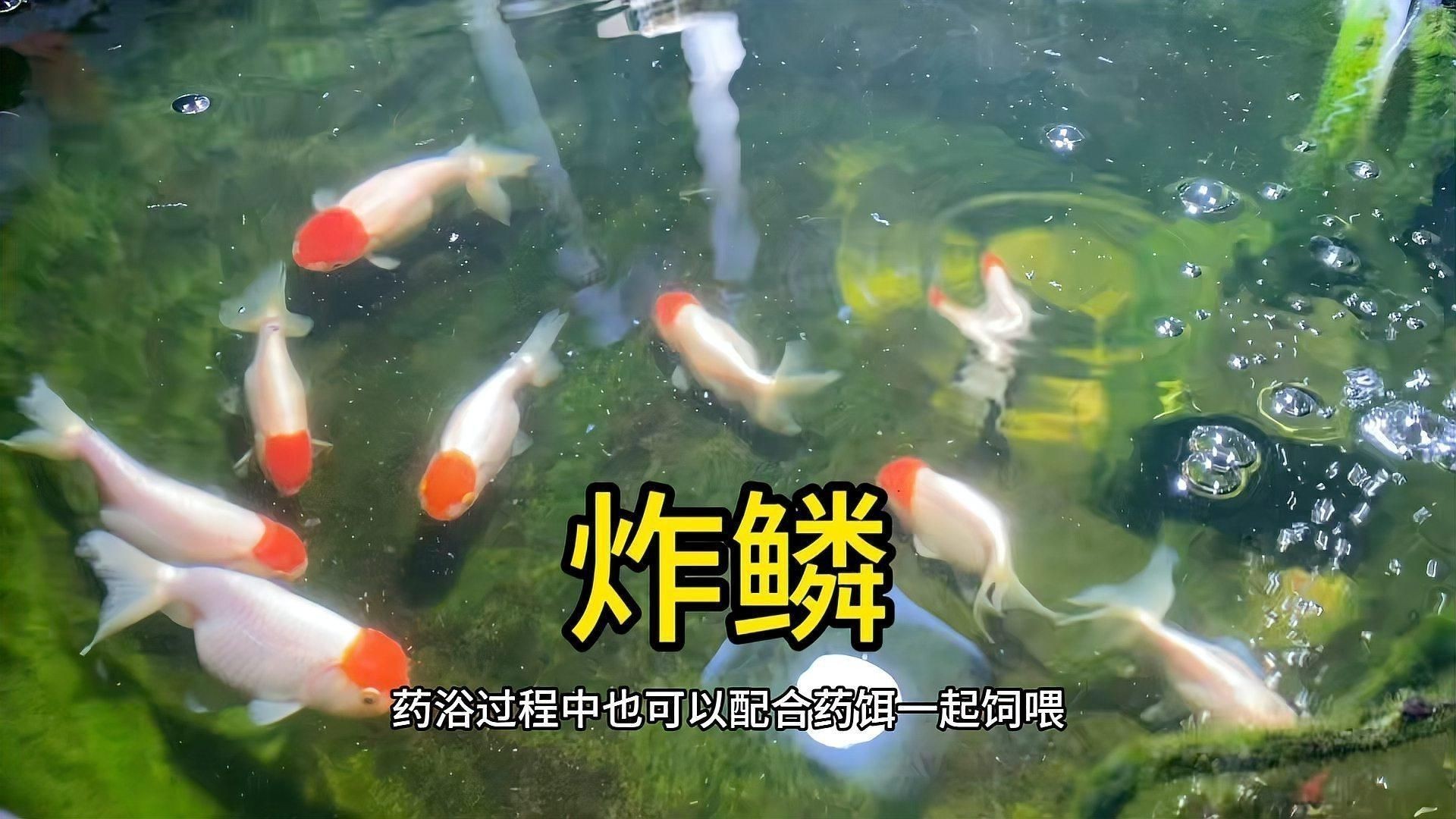 如何預(yù)防金魚(yú)大肚子炸鱗的發(fā)生？ 如何預(yù)防金魚(yú)大肚子炸鱗的發(fā)生？ 龍魚(yú)百科 第10張