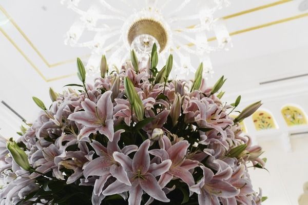 紅龍魚拍賣價格記錄圖表大全圖片（紅龍魚拍賣價格記錄圖表大全圖片及價格）