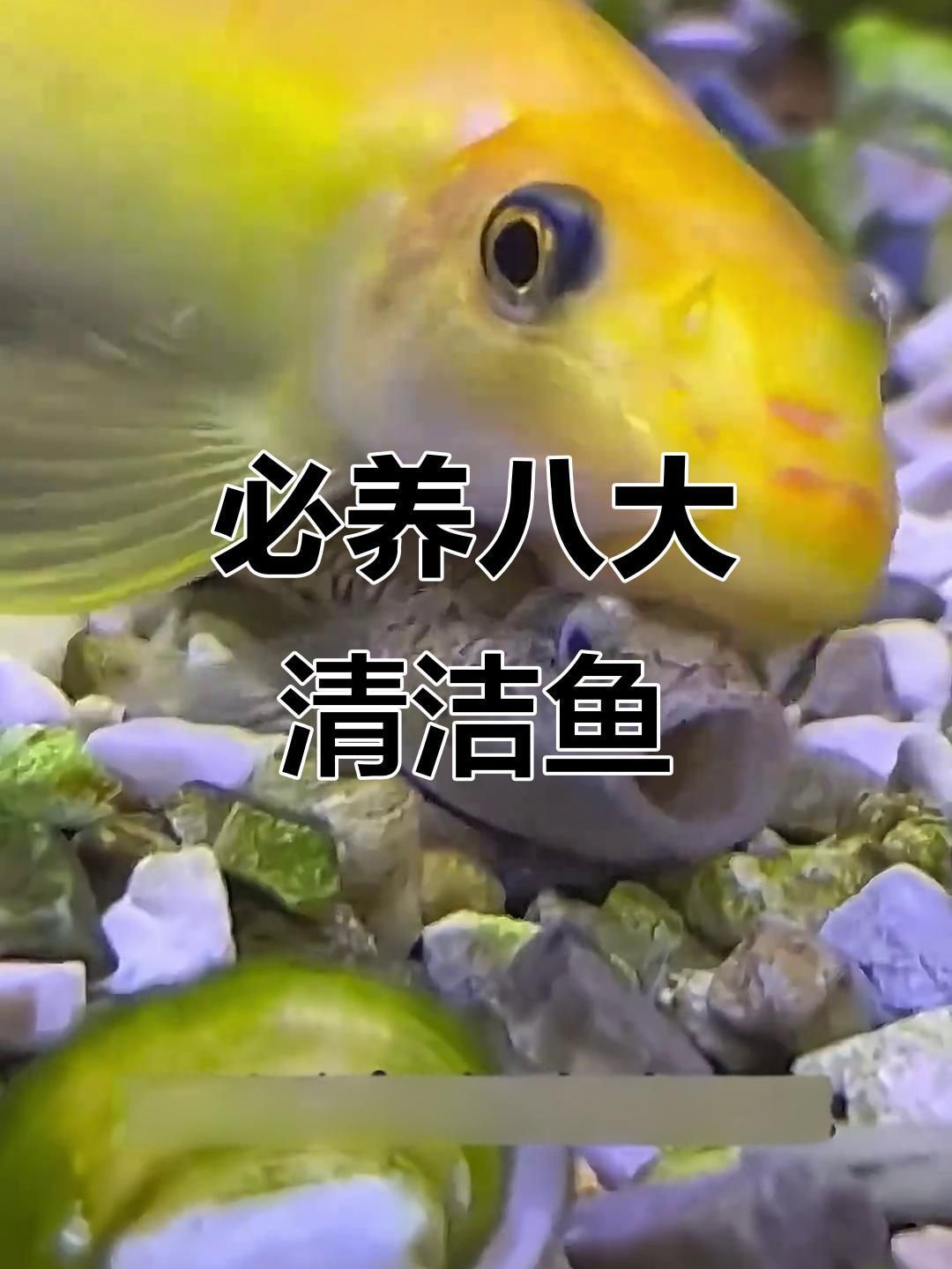 龍魚缸什么魚清潔最好
