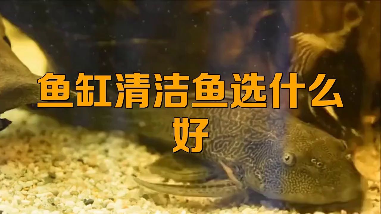 龍魚缸什么魚清潔最好