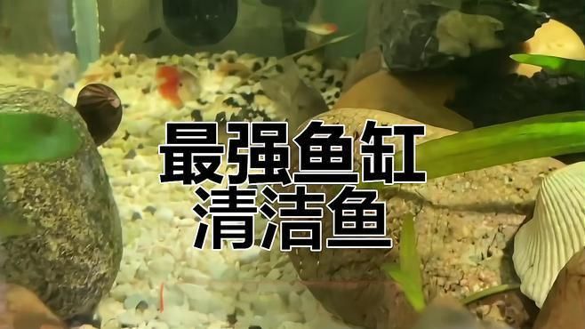龍魚缸什么魚清潔最好
