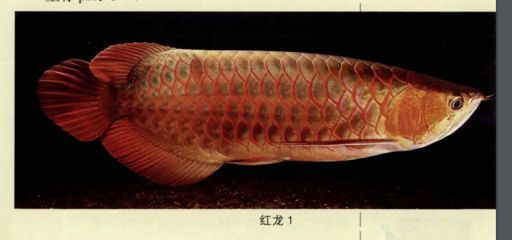 紅龍魚最好的食物有哪些品種（紅龍魚吃什么最好）
