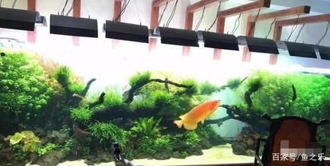龍魚的種類與鑒別，不同種類的龍魚如何鑒別