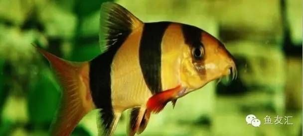 龍魚(yú)經(jīng)常撞缸怎么辦：當(dāng)龍魚(yú)頻繁撞擊魚(yú)缸時(shí)，可能是由多種原因引起，可能是多種原因引起