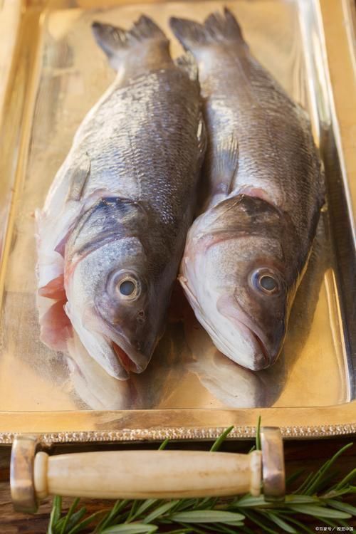 鱸魚圖片
