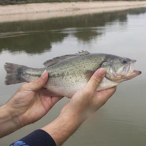 鱸魚圖片