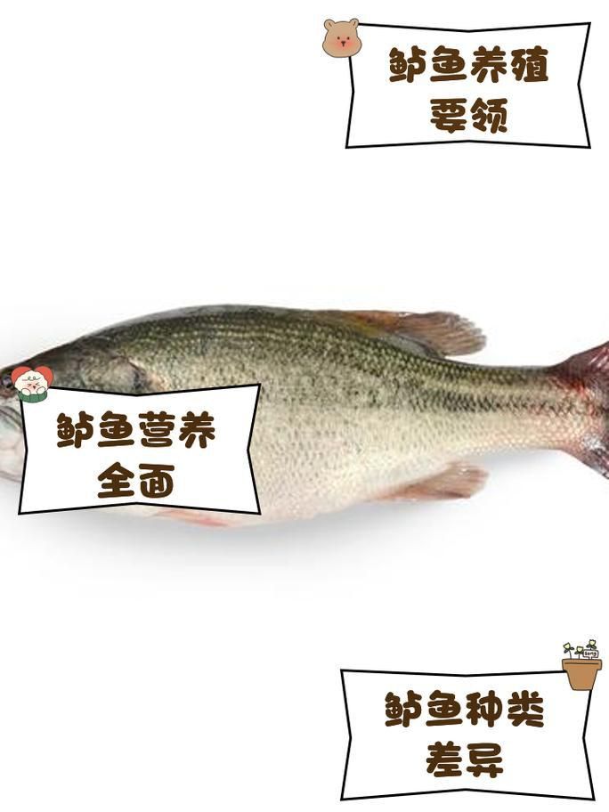 鱸魚圖片