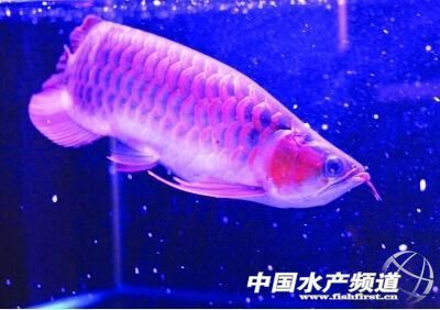 如何辨別紅龍魚王的品質：紅龍魚王發色期飼養要點，紅龍魚王選購常見誤區解析