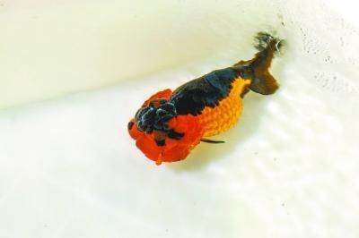如何辨別紅龍魚王的品質：紅龍魚王發色期飼養要點，紅龍魚王選購常見誤區解析