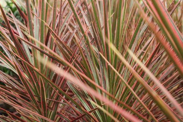 七彩龍魚怎么養才能長大：七彩龍魚的飼養方法