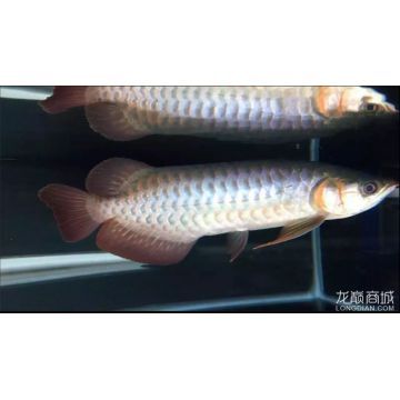 紅龍魚多久能長到40公分（紅龍魚從15-20厘米長到40公分大約需要1年時間）