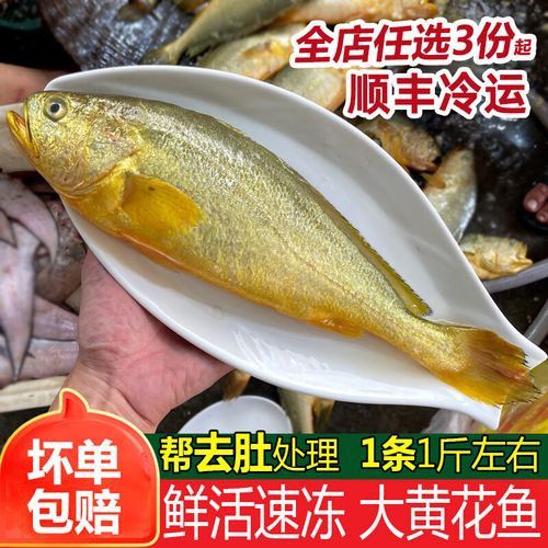 海魚金龍魚