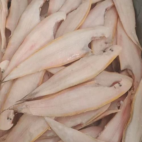 海魚金龍魚