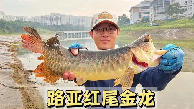 海魚金龍魚