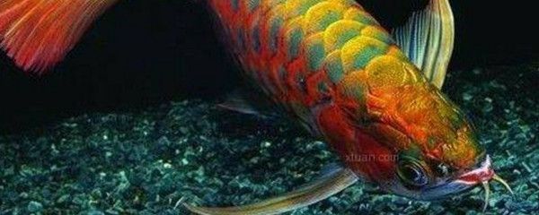 龍魚變的容易受驚嚇,趴缸,游泳在中間區域。厭食。【如何避免龍魚受驚嚇】