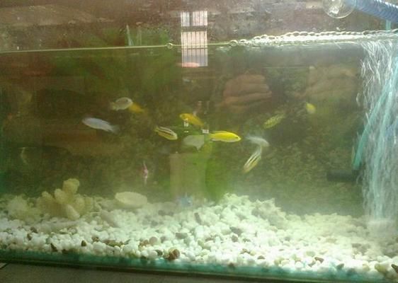 魚缸能不換水嗎視頻，如何建立魚缸生態系統維護技巧魚缸蒸發補水的最佳方式