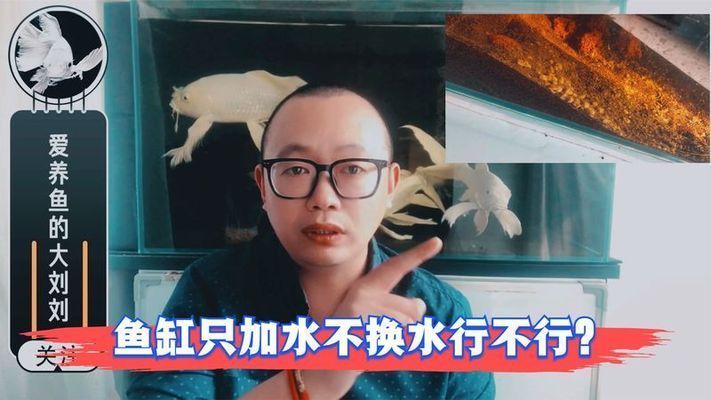 魚缸能不換水嗎視頻，如何建立魚缸生態系統維護技巧魚缸蒸發補水的最佳方式