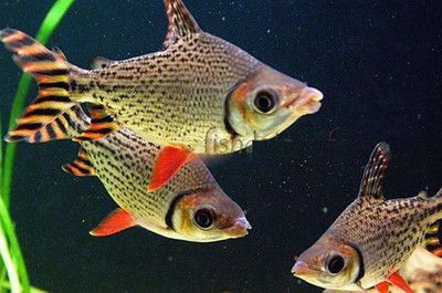 龍魚 飛鳳：飛鳳和龍魚可以混養嗎