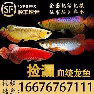 龍魚芯片查詢網站（如何查詢龍魚芯片）