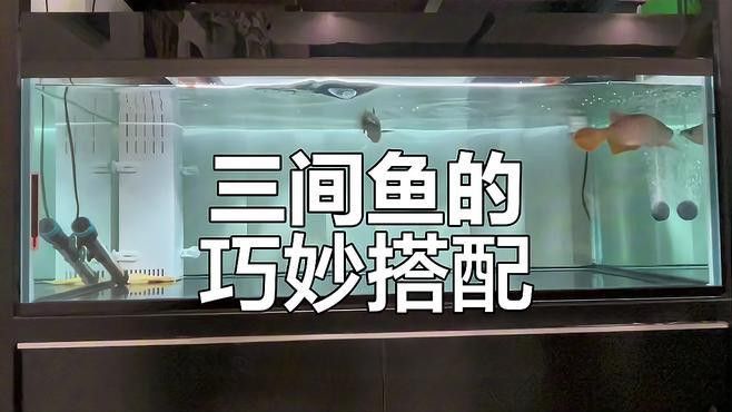 帝王三間魚和龍魚混養需要注意什么？