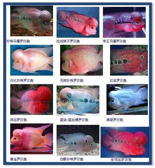 羅漢魚和金龍魚