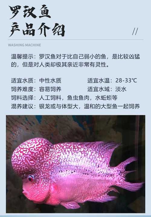 羅漢魚和金龍魚