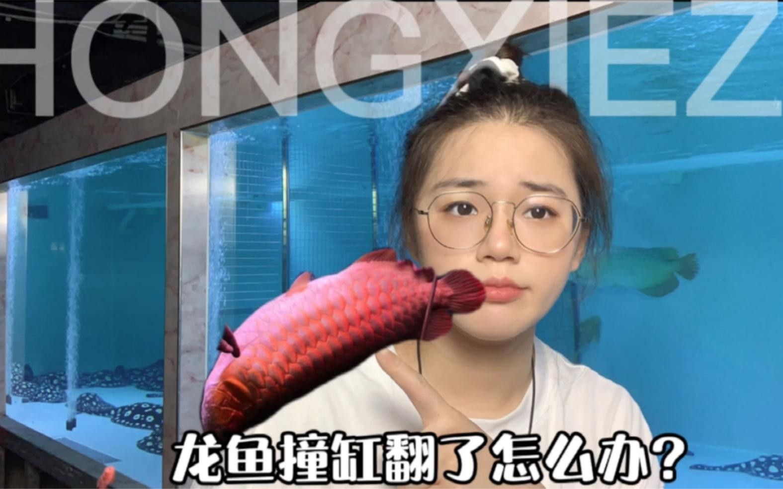 龍魚撞缸后如何快速恢復？