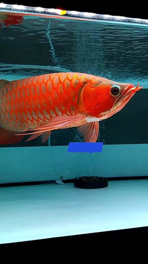 金龍魚魚苗吃什么長得快一點(diǎn)